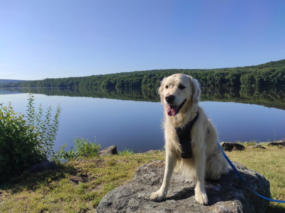 <h2>Geliefd bij honden en hun baasjes.</h2>