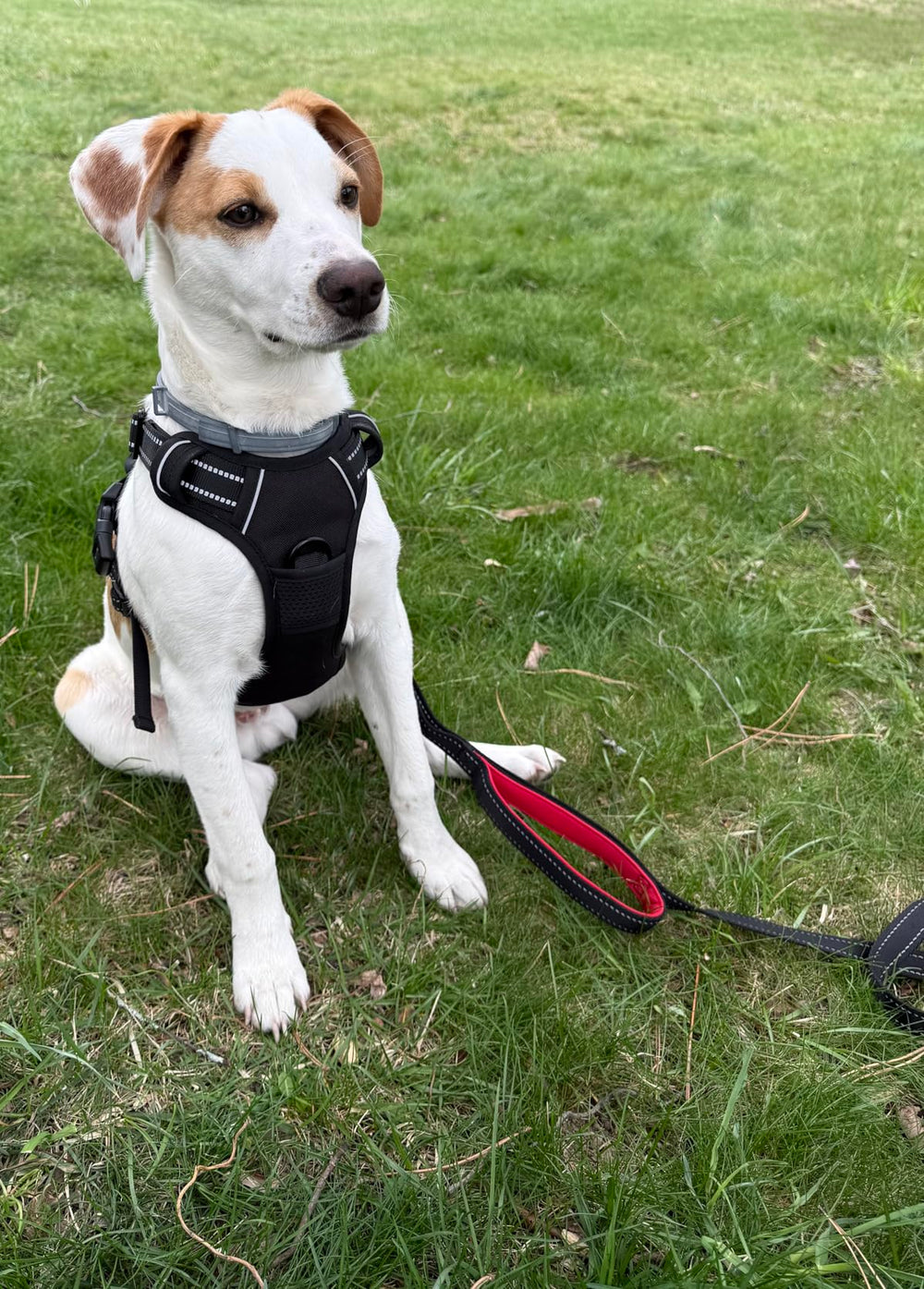 <h2>Geliefd bij honden en hun baasjes.</h2>