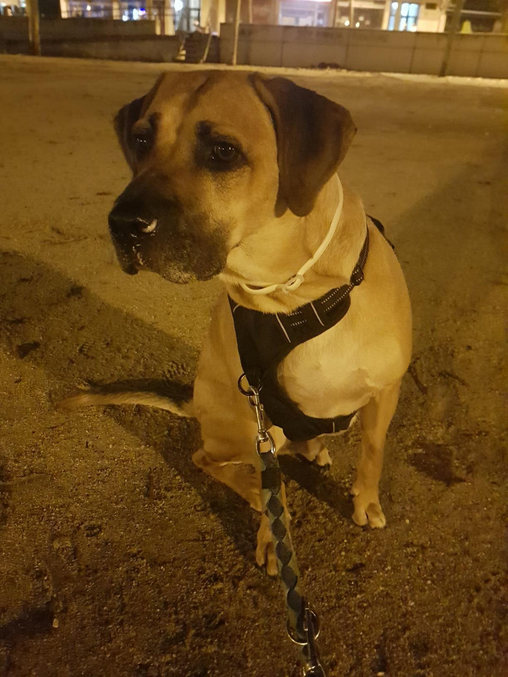 <h2>Geliefd bij honden en hun baasjes.</h2>