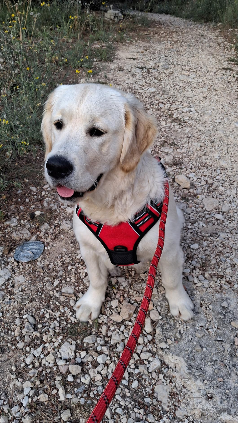 <h2>Geliefd bij honden en hun baasjes.</h2>