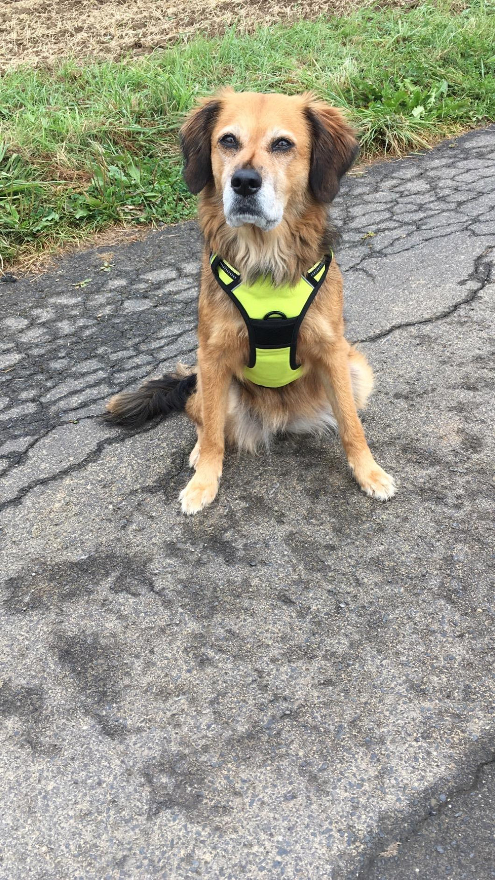 <h2>Geliefd bij honden en hun baasjes.</h2>