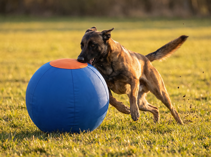 Mechelse herder drijft de DriveBall XL blauw