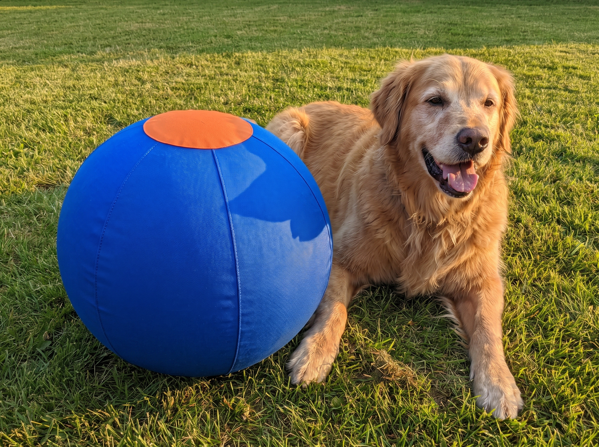 Uitgeruste hond naast de DriveBall XL blauw