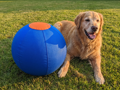 Uitgeruste hond naast de DriveBall XL blauw
