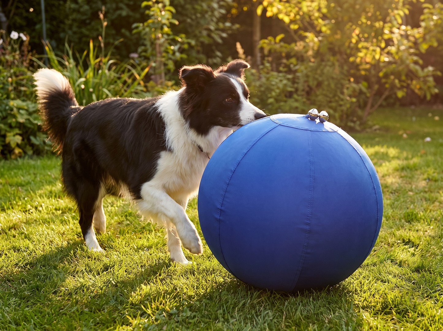 Border Collie duwt de DriveBall XL met belletje