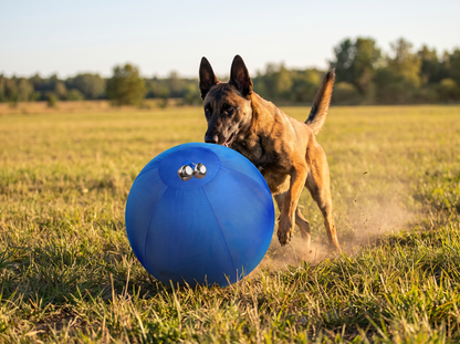 Mechelse herder drijft de DriveBall XL met belletje